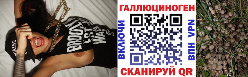 kraken как зайти Сясьстрой Галлюциногенные грибы MAGIC MUSHROOMS